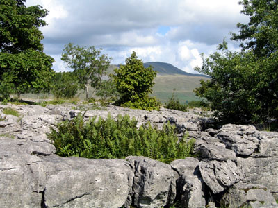 Looking across a limestone pavement on Ingleborough towards Whernside