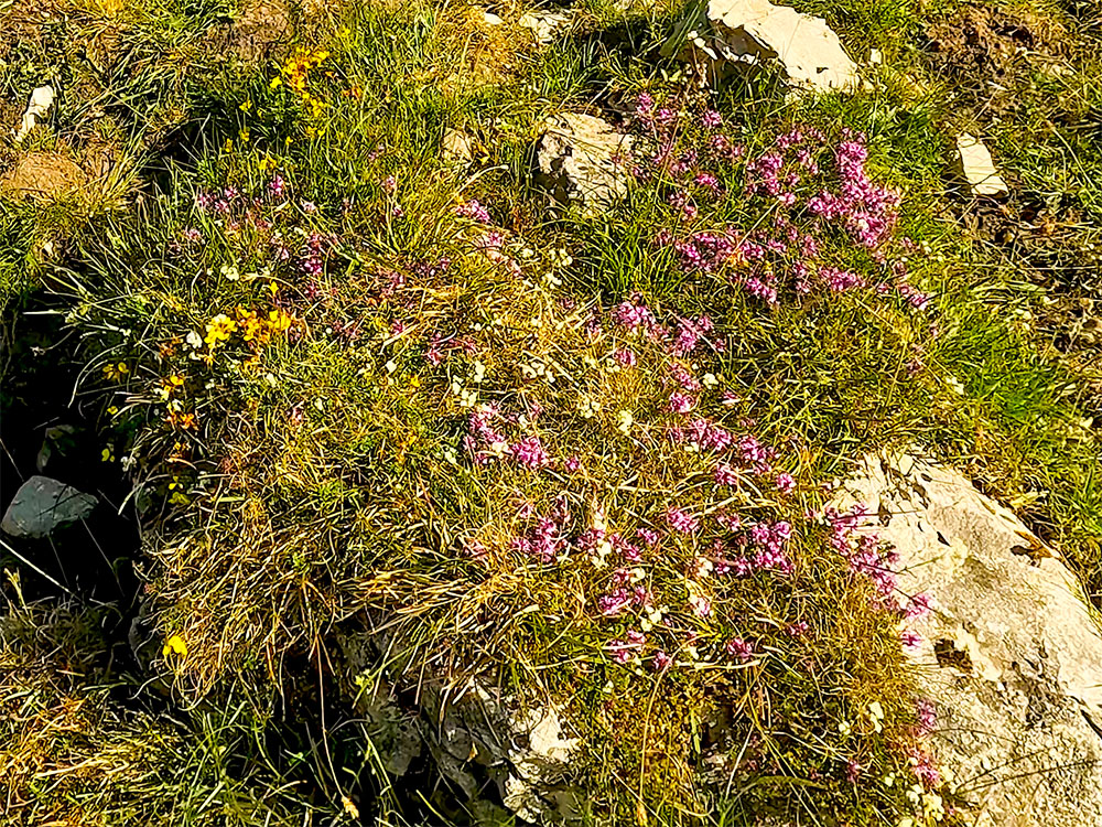 Some of the yellow and purple flowers found around limstone on Ingleborough