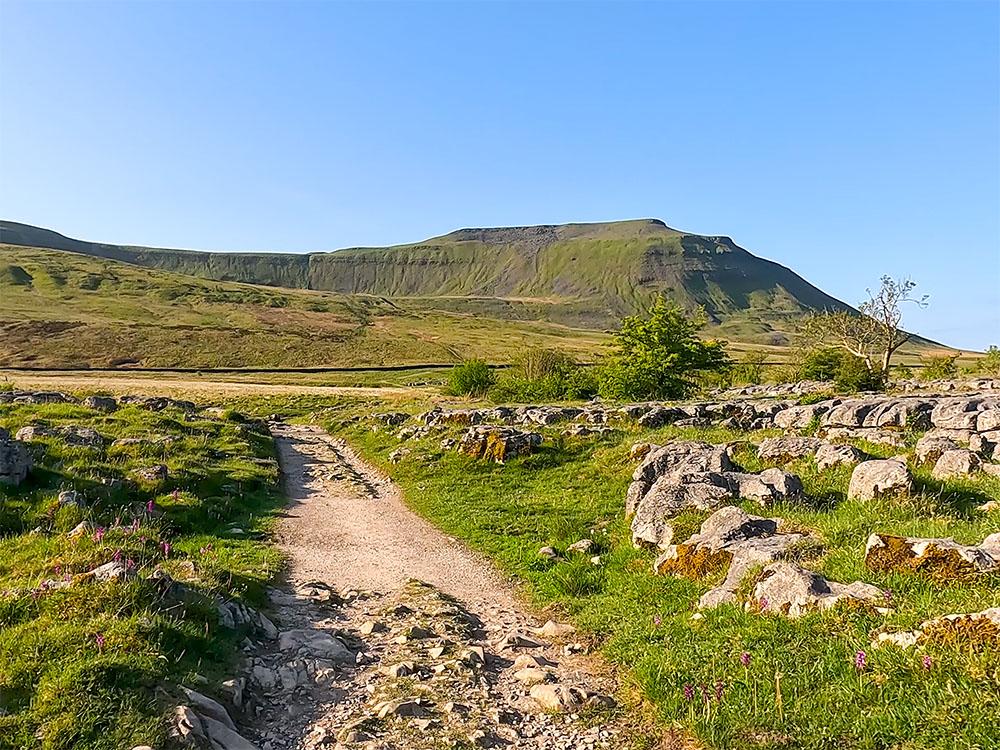 The Yorkshire Three Peaks Challenge walk path heading through some limestone on the way to Ingleborough