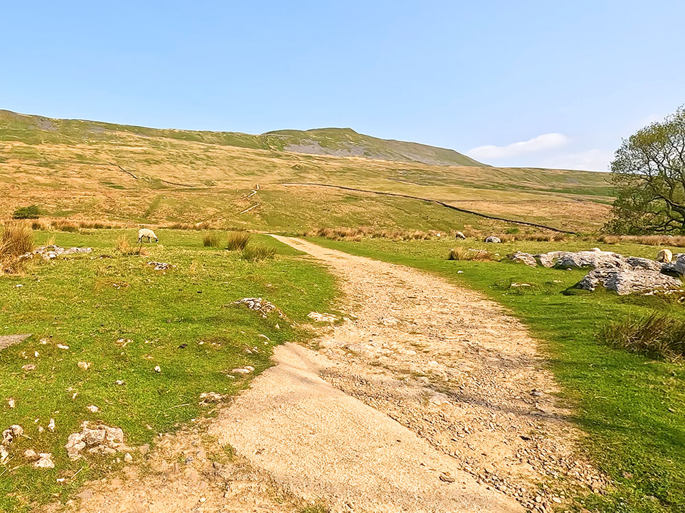 Looking back up towards Whernside from Bruntscar